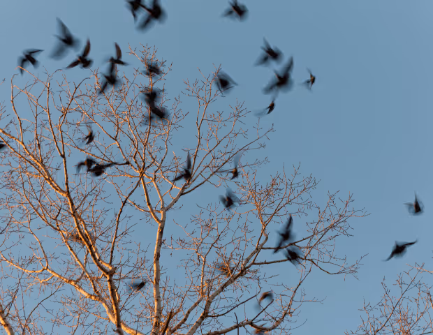 Quel gaz pour canon effaroucheur ? Le guide technique Agrizone