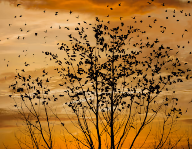 Quel est le meilleur effaroucheur à oiseaux ? Le guide pro Agrizone