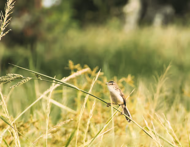 Comment éviter que les animaux s'habituent aux effaroucheurs ?