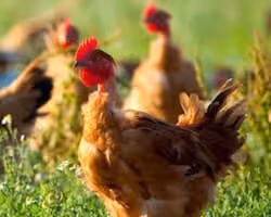 Abreuvoir à poule : Comment empêcher l’eau de geler ?