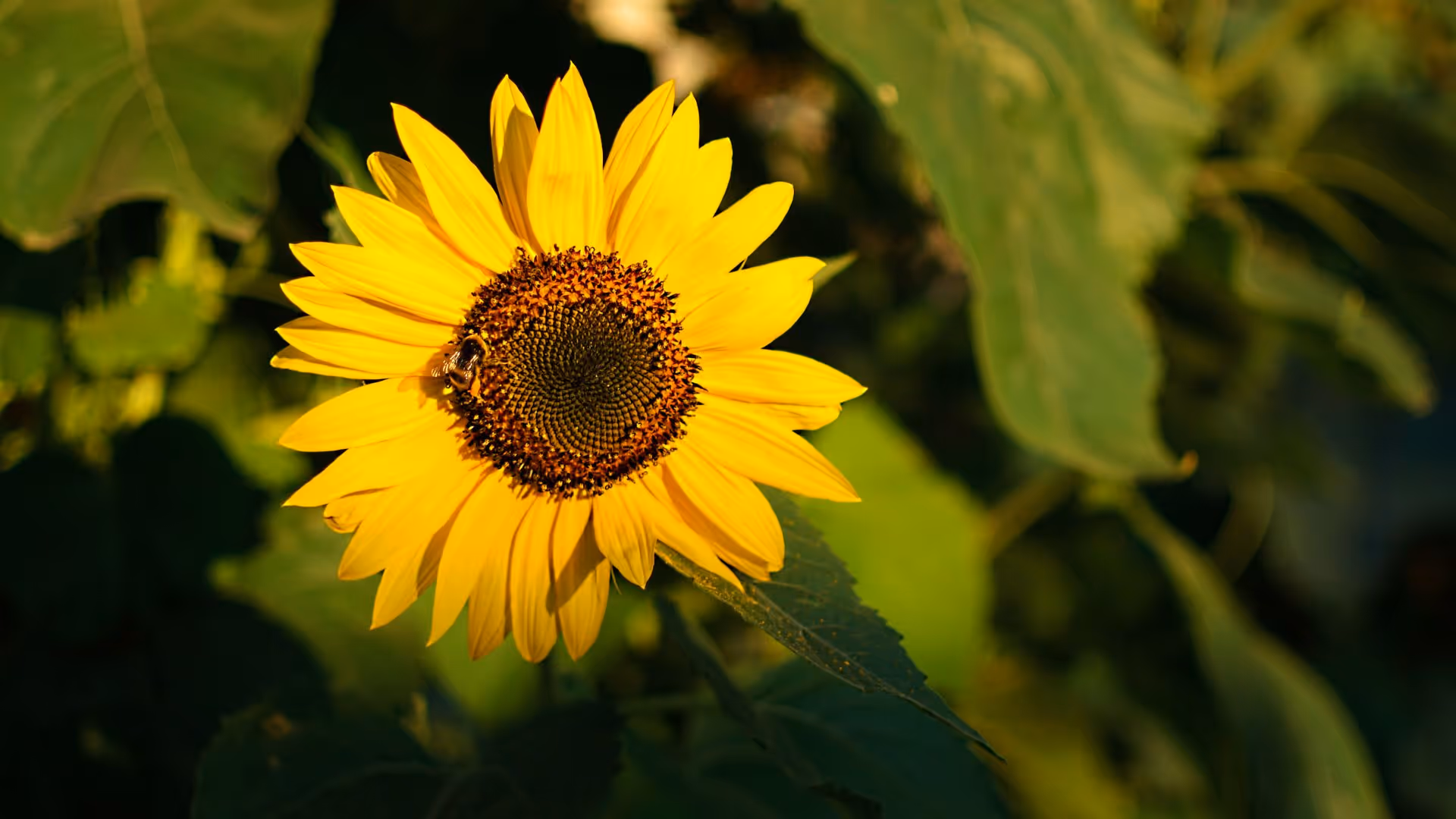 semis tournesol agrizone 3