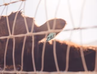 Faire une clôture agricole sur mon terrain