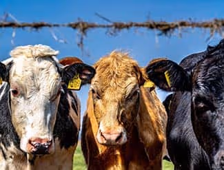 Quel electrificateur solaire choisir ?