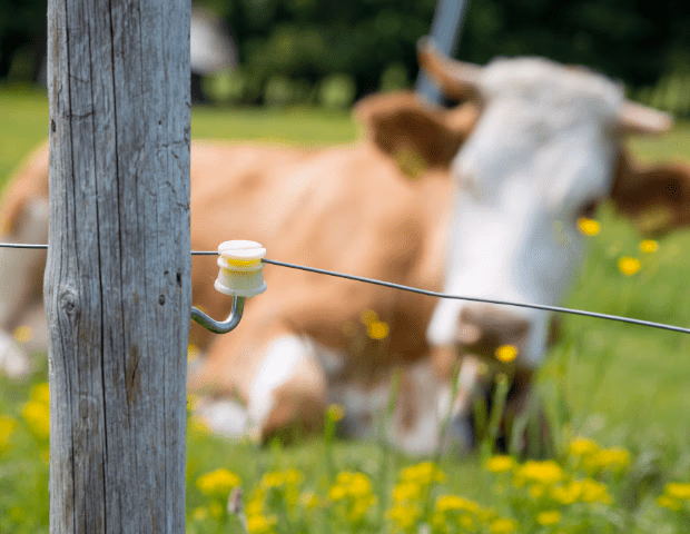  Check-list clôture électrique élevage : les pièces de rechange indispensables à commander sur Agrizone