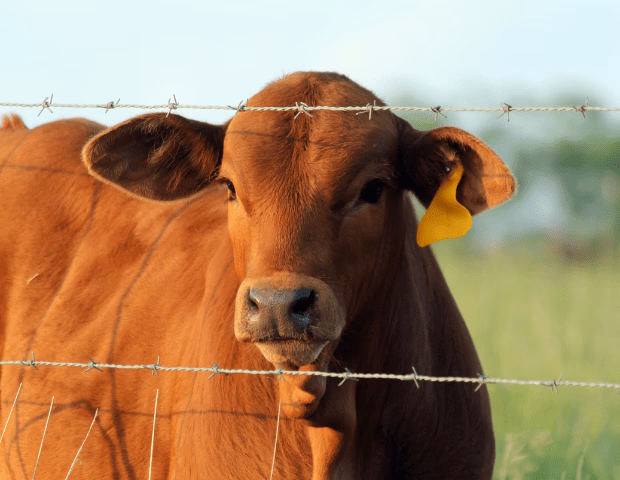  Comment garantir l'efficacité et la sécurité de vos clôtures grâce à un bon entretien ?