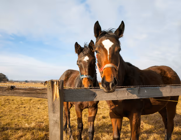 Quelle est la différence entre une clôture électrique solaire et secteur ?