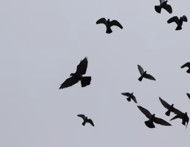 Comment choisir un effaroucheur adapté à ma culture et aux nuisibles ?