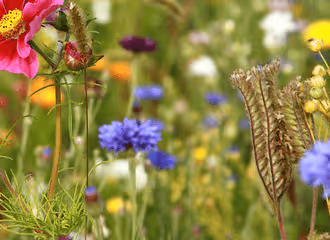 Quelle surface de terrain peut-on débroussailler en un jour ?