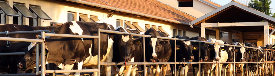 Bâtiments d'élevage : les bons équipements sont sur Agrizone !
