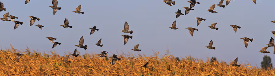 Comment faire fuir les oiseaux des cultures ?