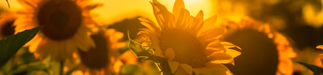 Les pièces d'usure indispensables à vérifier avant vos semis de tournesol