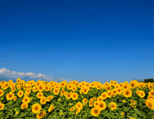 Pulvérisateur : comment entretenir buses, filtres et joints pour protéger vos cultures de tournesol ?