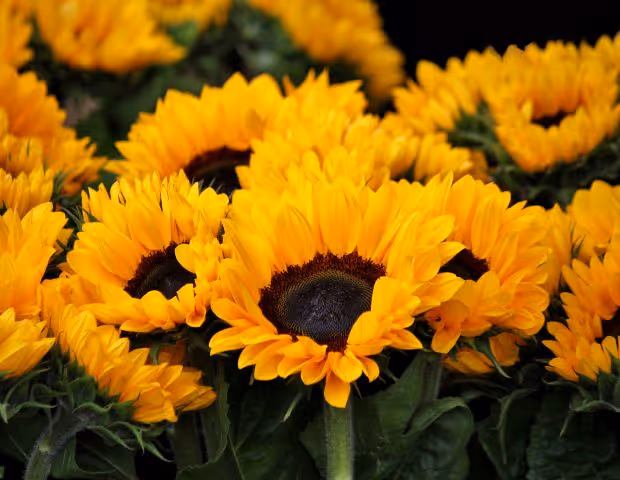Semis de tournesol : comment bien préparer son semoir pour éviter les pannes ?