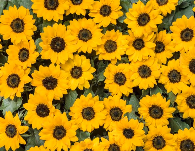 Check-list semis de tournesol : pièces, réglages et consommables à commander sur Agrizone