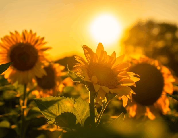  Optimiser la levée du tournesol : entretien préventif et remplacement des pièces de semoir