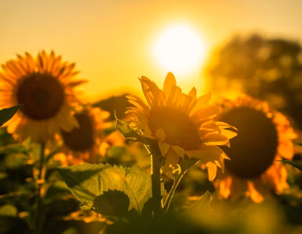 Les pièces d'usure indispensables à vérifier avant vos semis de tournesol