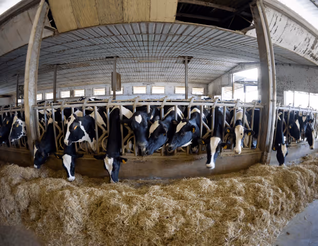 Comment préparer les bâtiments d'élevage pour l'hiver ?