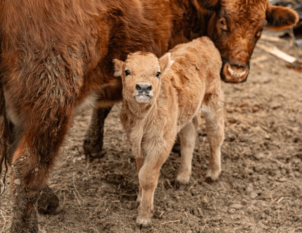 Comment gérer la reproduction et les saillies d'automne ?