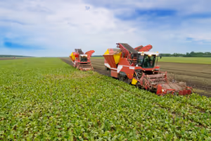 Récolte betteraves : Quand arracher les betteraves rouge ?