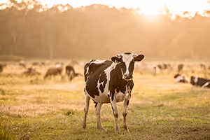 Protéger vos animaux contre les fortes chaleurs