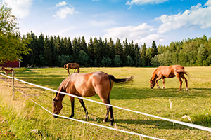 Clôture pour chevaux : Concilier protection et bien-être