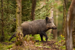 Répulsif sanglier : comment éloigner les animaux nuisibles ?