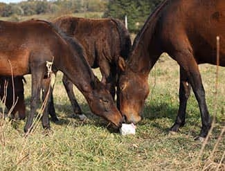 Pourquoi donner du sel aux animaux ?