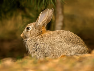 Comment se débarrasser des lapins de garennes dans mon champ ?