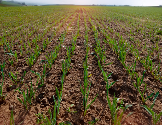 Semis de blé d'hiver : les réglages et pièces de semoir à vérifier avant de commencer