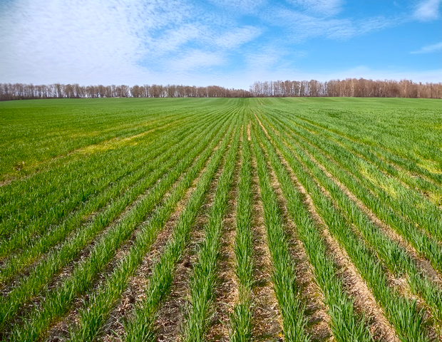 Socs, disques, éléments semeurs : quand et pourquoi les remplacer pour un semis homogène ?