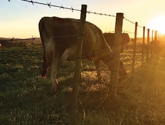 Tout savoir sur la tension de la cloture electrique 