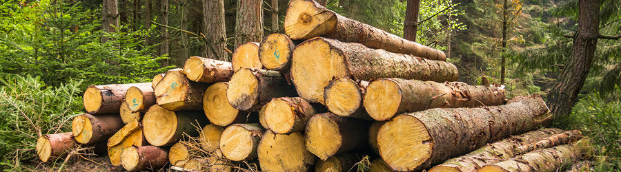 Choisir sa scie à bûches pour la coupe du bois