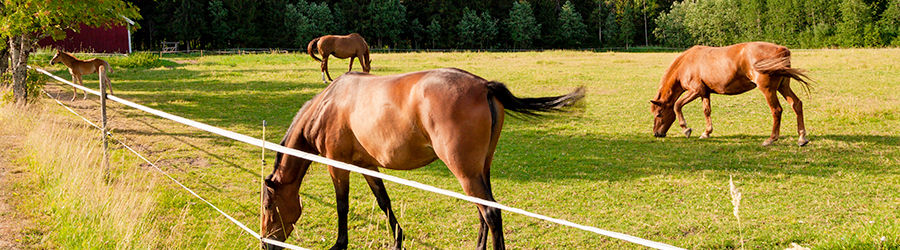 Comment poser une clôture électrique pour chevaux ?