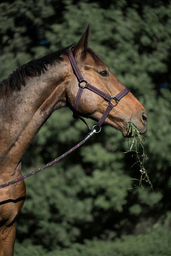 Longe pour chevaux (Noir)