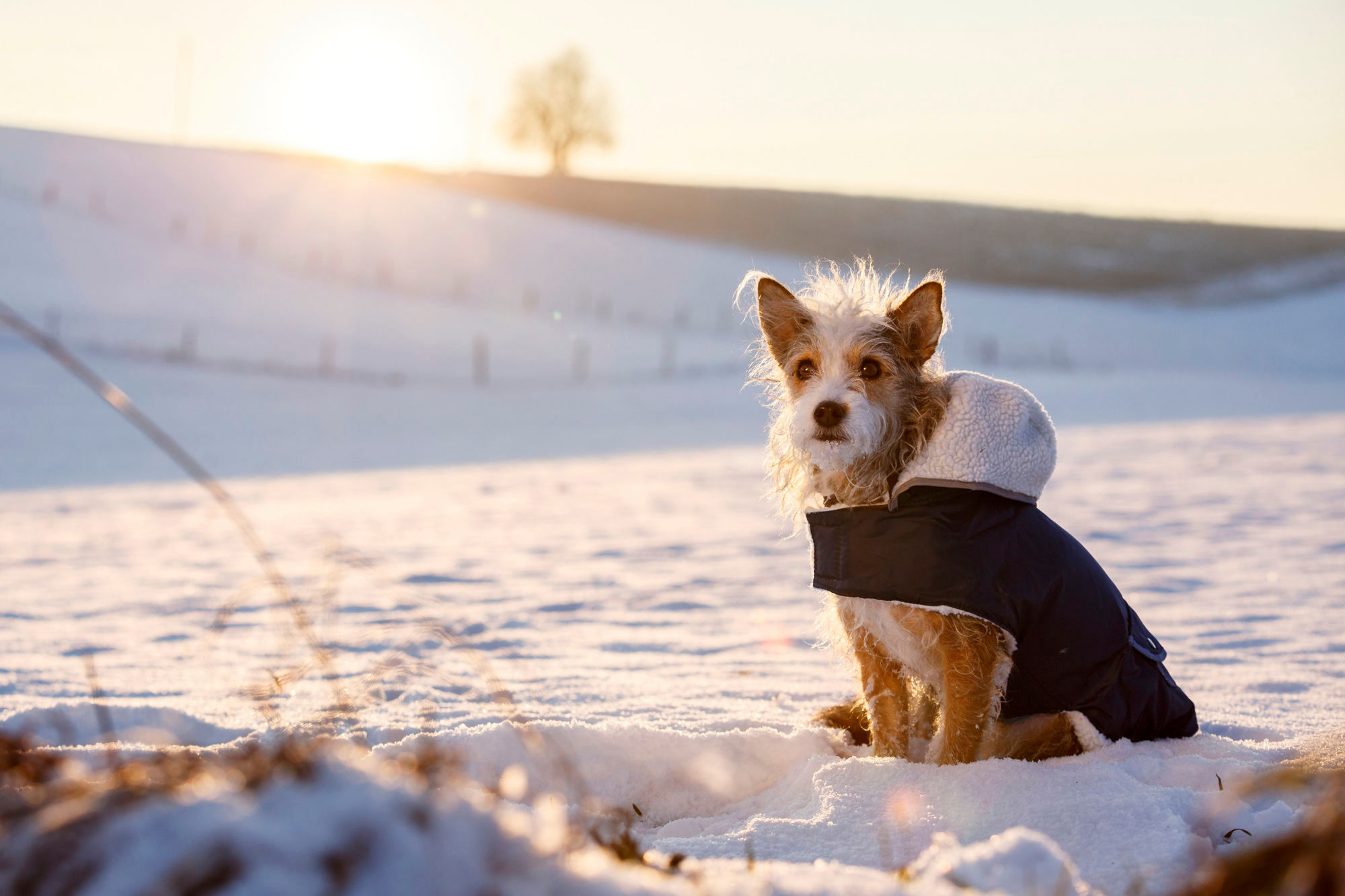 Manteau chaud pour chien Teddy 41cm Manteaux et imperm ables pour