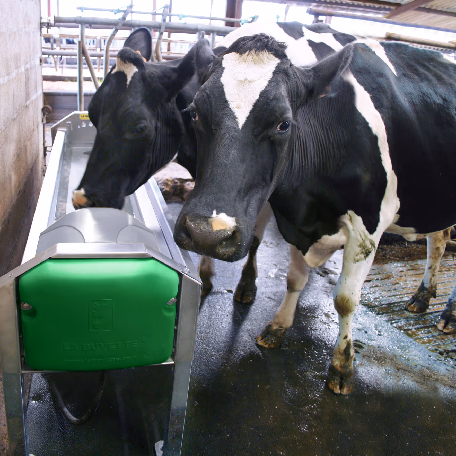 Abreuvoir inox à grande vidange GV230 pour vaches laitières |La buvette