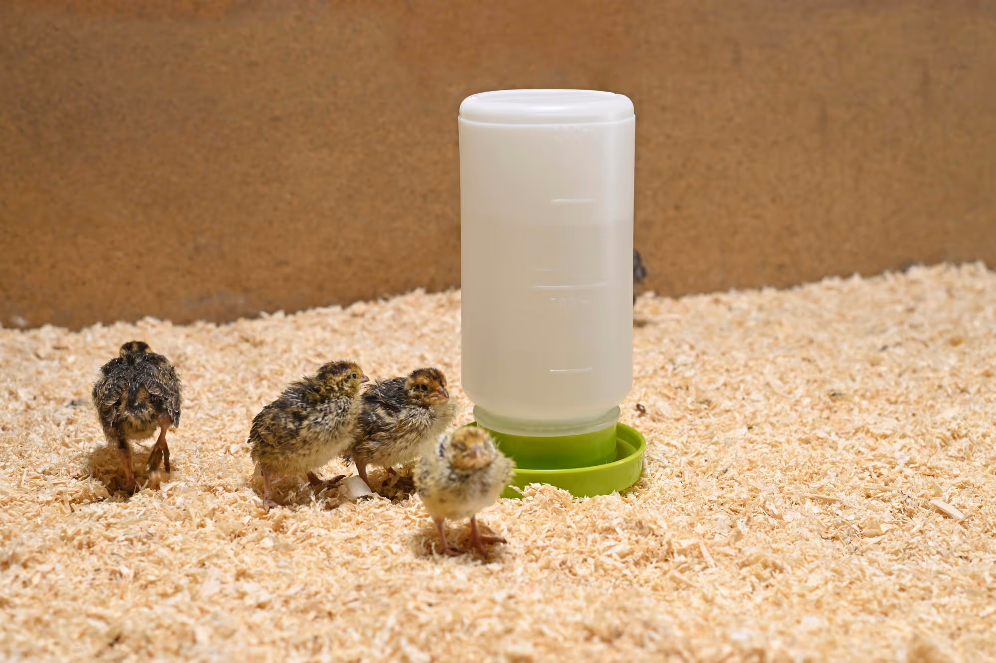 Abreuvoir plast. p. poussins / cailles, 1 l