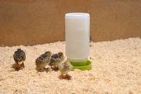 Abreuvoir plast. p. poussins / cailles, 1 l