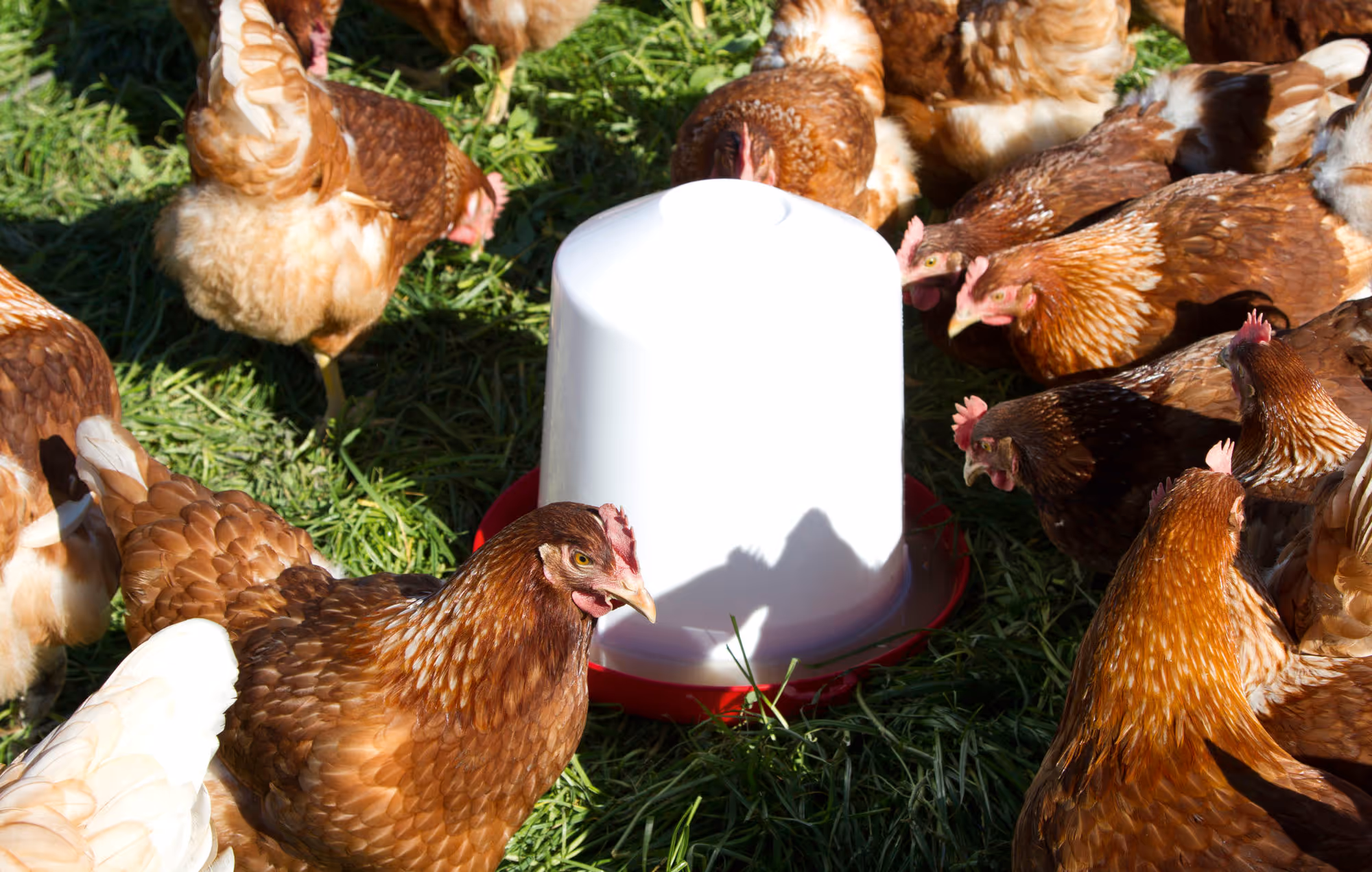 Abreuvoir PVC siphoïde pour poule 10l
