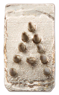 Alphabet seul pointe ronde 7mm