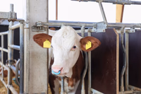 Antitéteur SuckStop Müller bleu 2 pcs