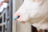 Antitéteur SuckStop Müller bleu 