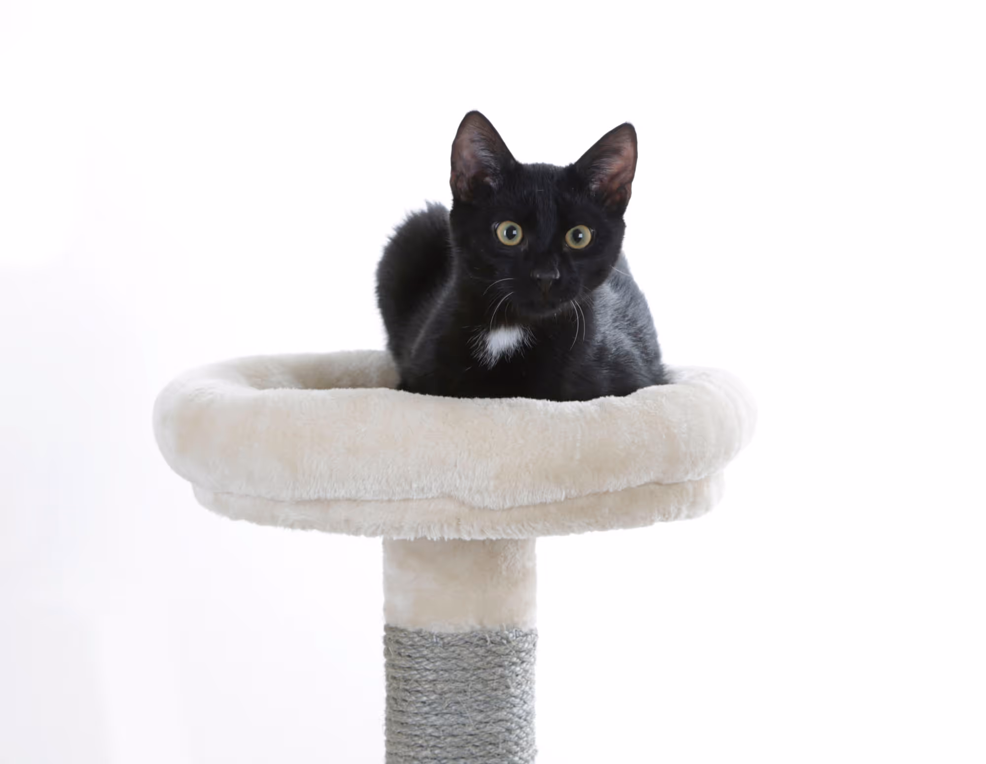 Arbre à chat Creativ Adventure beige/gris clair, 150cm