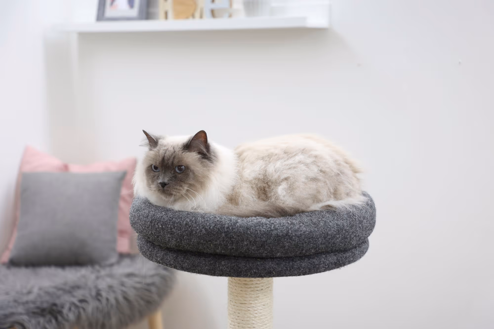 Arbre à chat Fridolin gris, 106cm