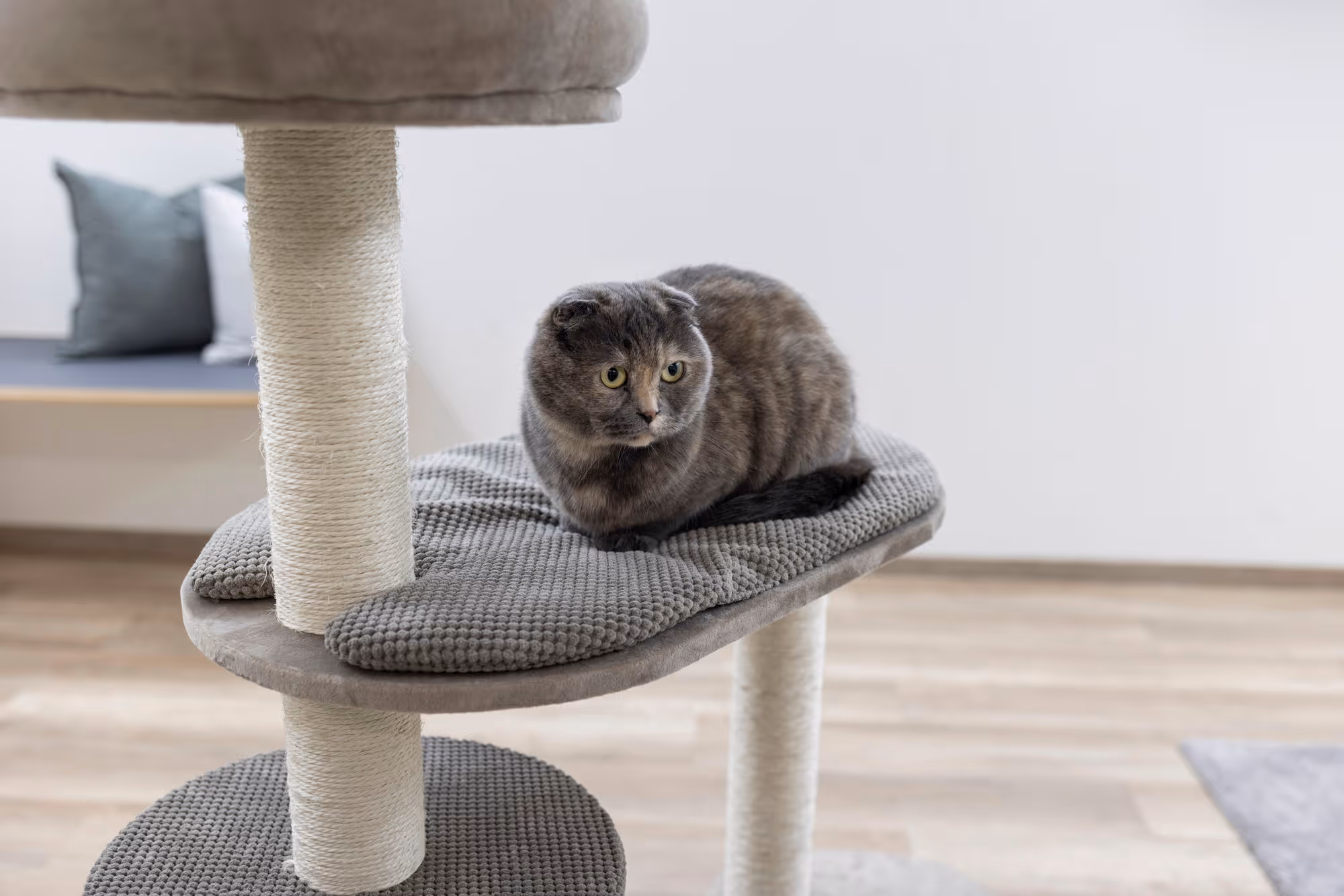 Arbre à chat Giselle taupe, 117cm
