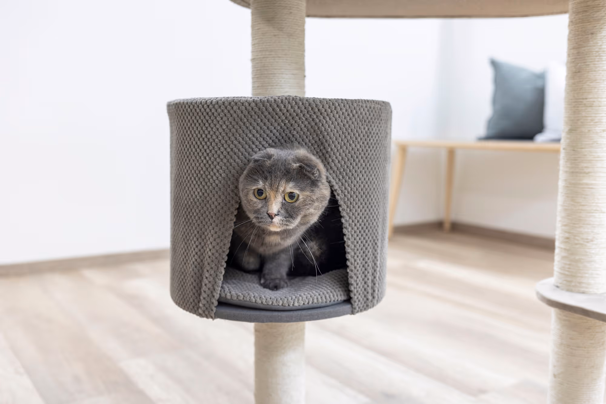 Arbre à chat Giselle taupe, 117cm