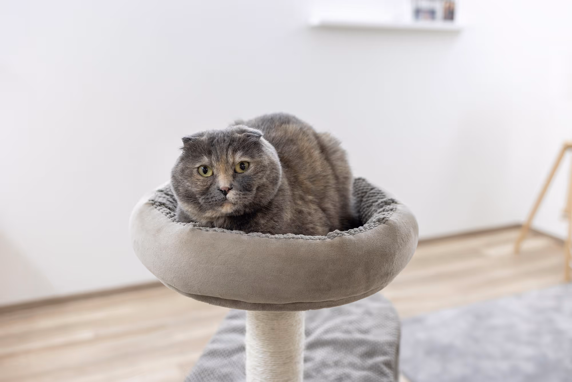 Arbre à chat Giselle taupe, 117cm