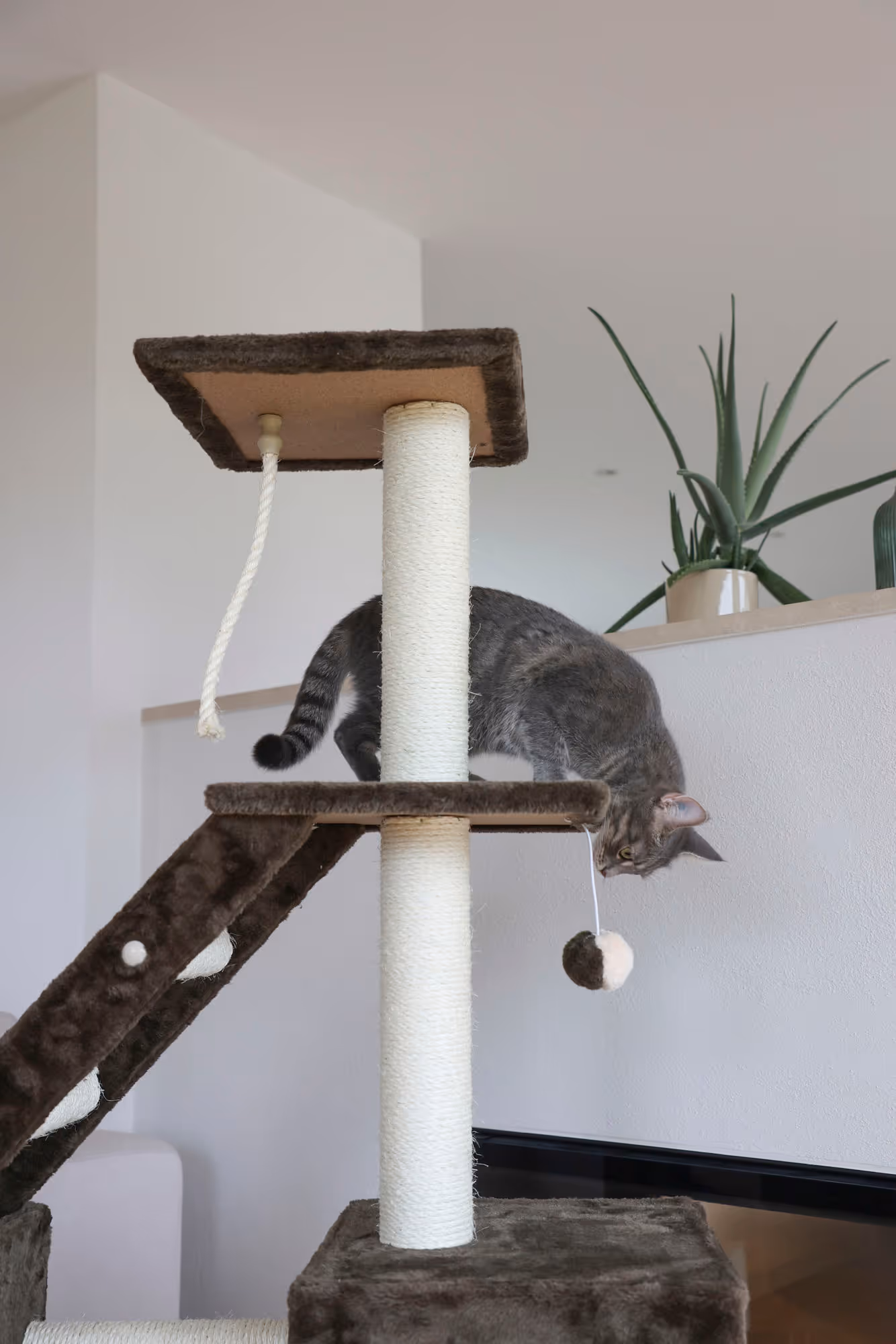 Arbre à chat Granat gris foncé, 150cm