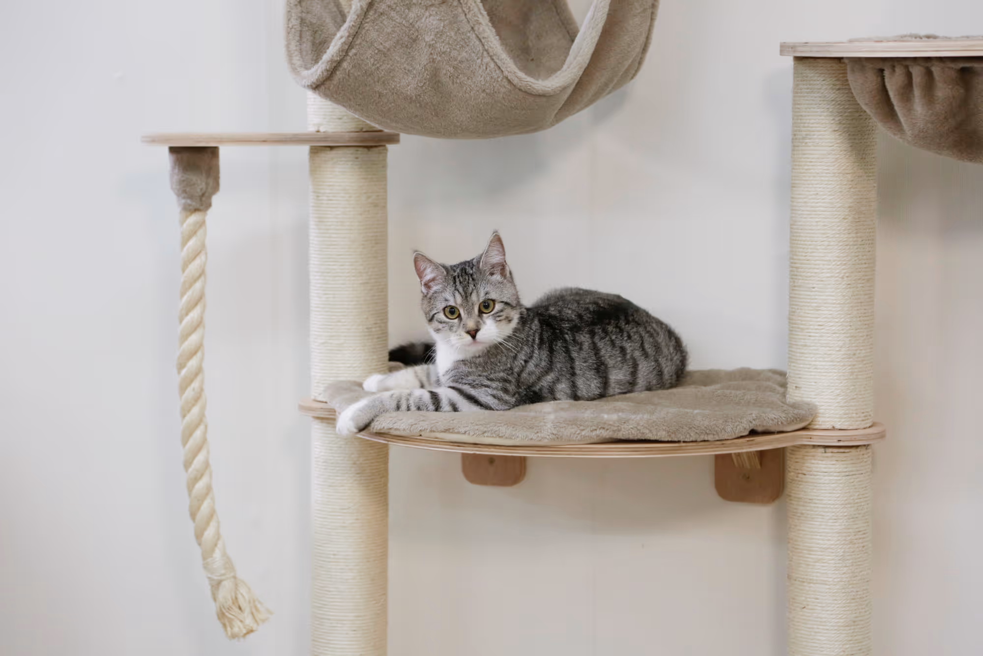 Arbre à chat mural Dolomit Grappa Pro, taupe, 138cm