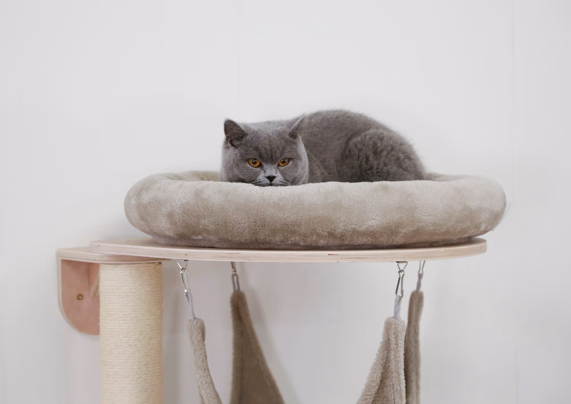 Arbre à chat mural Dolomit Grappa, taupe, 158cm